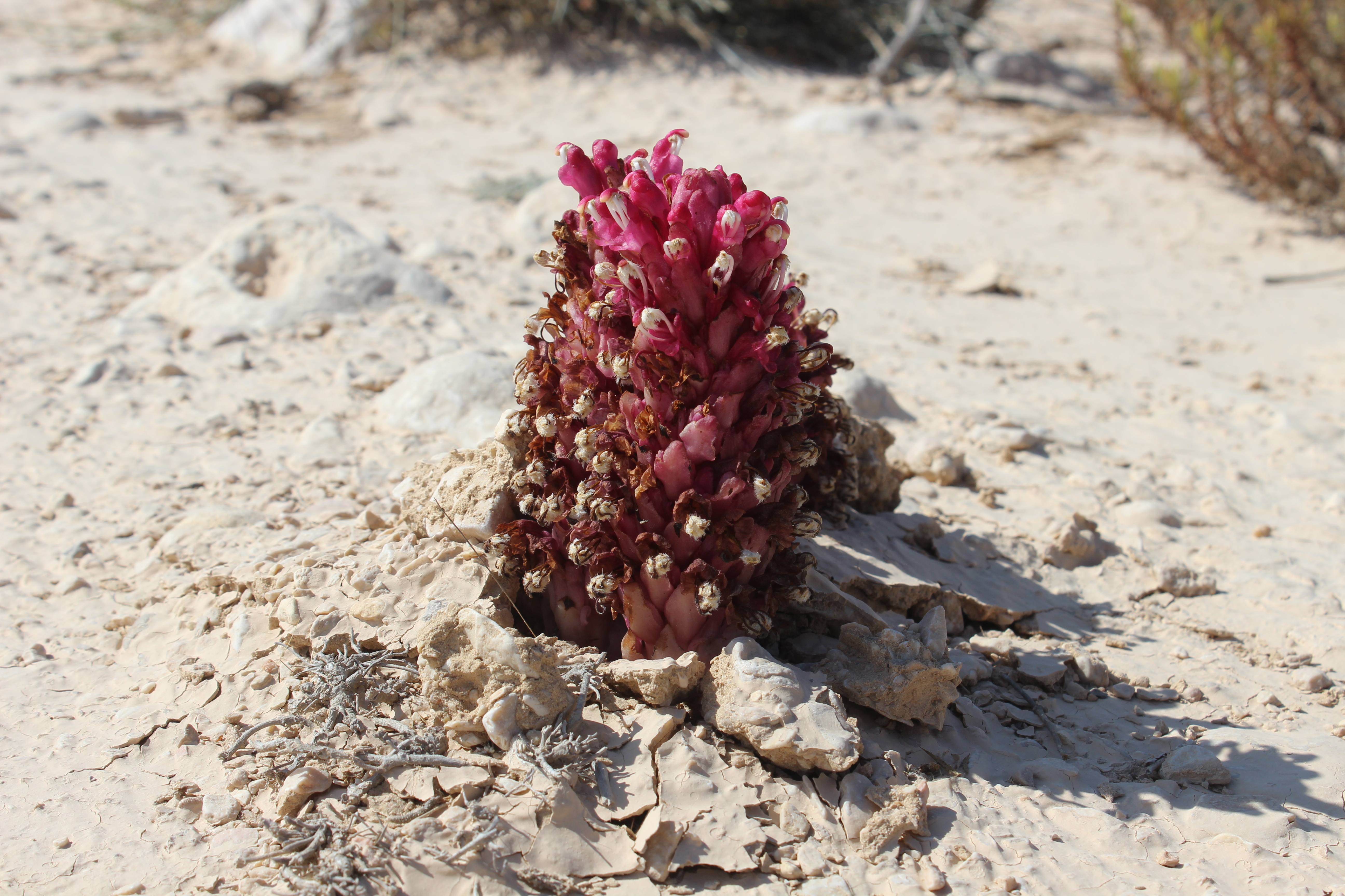 Plant Image